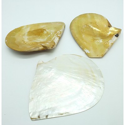 Three Large Polished Australian Oyster Shells
