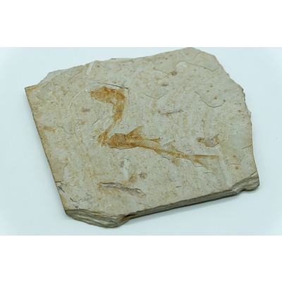 Fossilised Fish on Stone