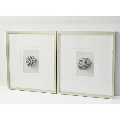 Group of Corral and Sea Stone Framed Photographs