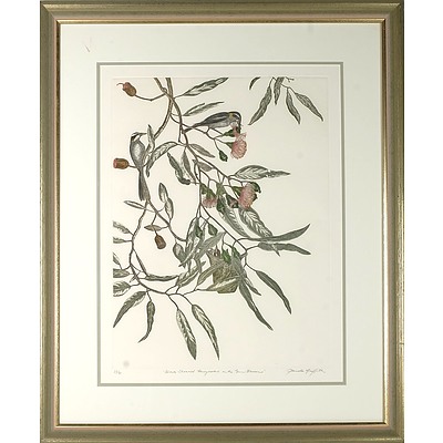 GRIFFITH, Pamela (b.1943) 'Black-Chinned Honeyeaters in the Gum Blossoms' Coloured Etching 35/60