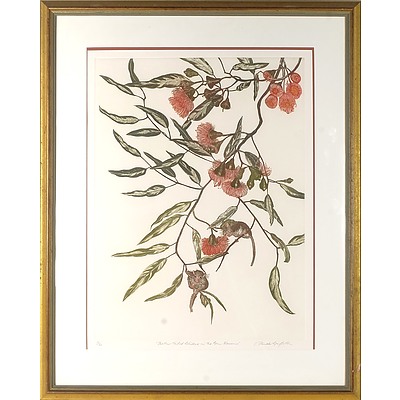 GRIFFITH, Pamela (b.1943) 'Feather Tailed Gliders in the Gum Blossoms' Coloured Etching 13/60