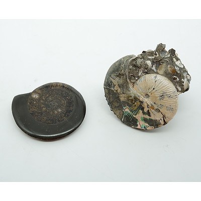 Two Polished Ammonite Fossil Pieces