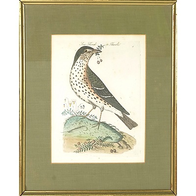 18th C Hand Coloured Engraving 'Song Thrush or Throstle' , 