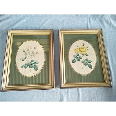 Set of 2 framed floral rose prints by Maureen Robers: Queen Elizabeth and All Gold
