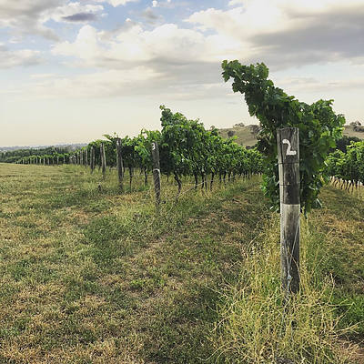 Poachers Pantry Vineyard and Lunch Experience for Six