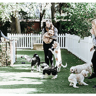 7 day dog stay at Tara Pet Boarding