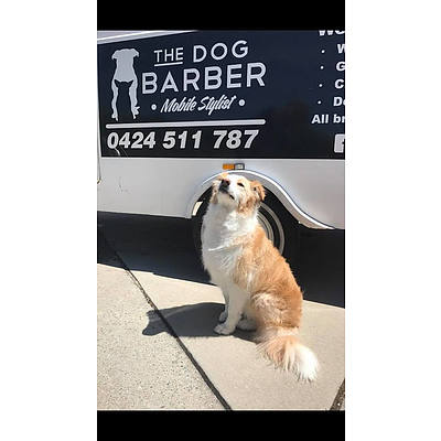 Dog Grooming up to $120