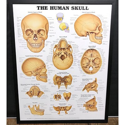 The Human Skull Anatomy Chart