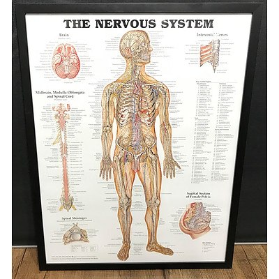 The Nervous System Chart