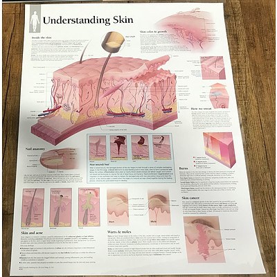 Understanding Skin Chart