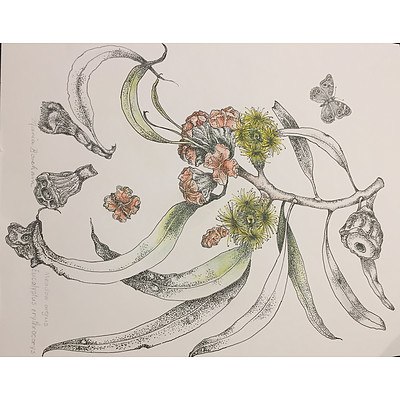 Painting: "Eucalyptus erythrocorys" by Maria Boreham, Watercolour and ink
