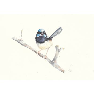 Painting: "Superb Fairy Wren" watercolour by Vivien Pinder