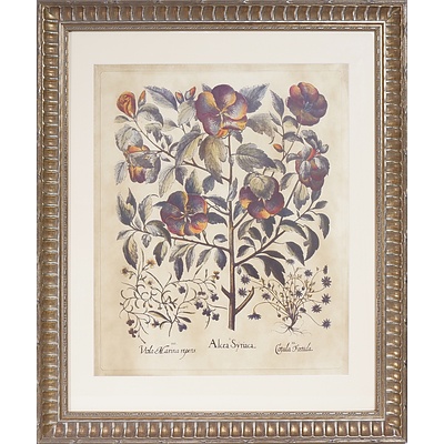 Visla Marina Repens, Alcea Syrica, Cotula Foetida Framed Offset Print