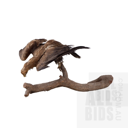Vintage Taxidermy Wedgetail Eagle on Branch Mount