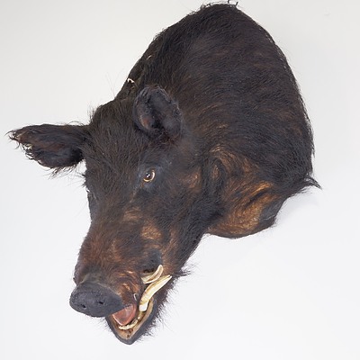 Taxidermy Boar Head