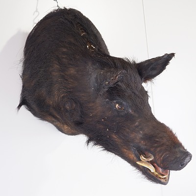 Taxidermy Boar Head