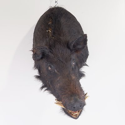 Taxidermy Boar Head