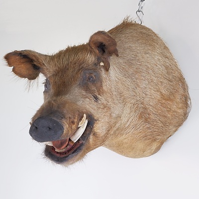 Taxidermy Boar Head