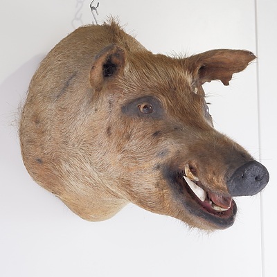 Taxidermy Boar Head