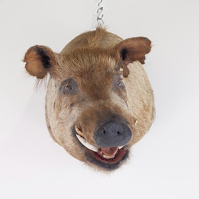 Taxidermy Boar Head