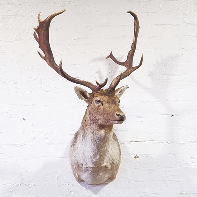 Taxidermy Trophy Fallow Deer