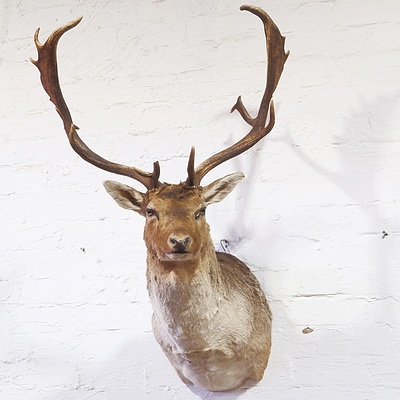 Taxidermy Trophy Fallow Deer