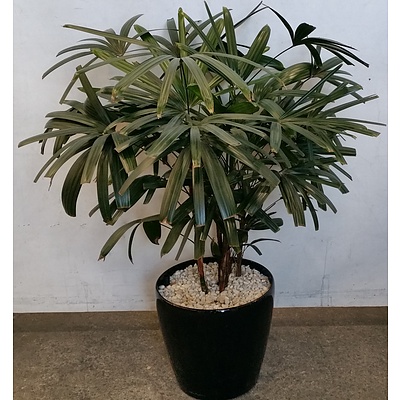 Rhapis Excelsa Indoor Plant