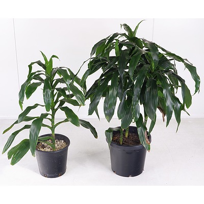 Two ‘Massangeana’ Happy Plant Indoor Pot Plants
