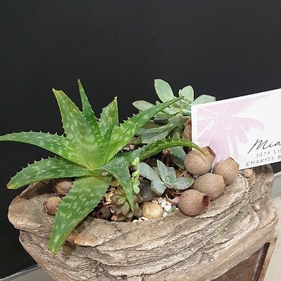 Terrarium from Manuka Flowers