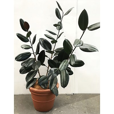 Ficus Elastica - Rubber Plant in Pot