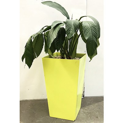 Spathiphyllum - Sensation Gem in Sub-Irrigation Pot