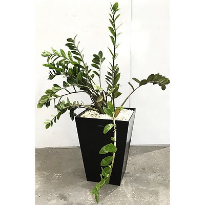 Zamioculcas Zamiifolia - Zanzibar Gem in Sub-Irrigation Pot