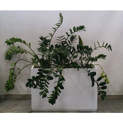 zamioculcas (zanzibar gem) Lot Of 3 In Large White Pot