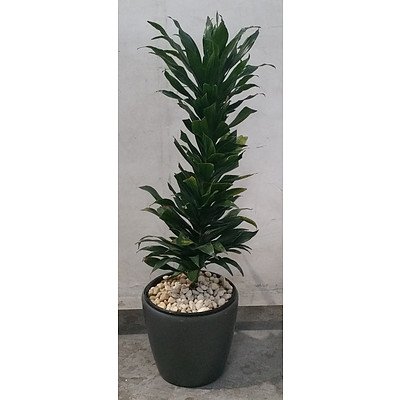 dracaena deremensis (Compacta) In Silver Plastic Pot.