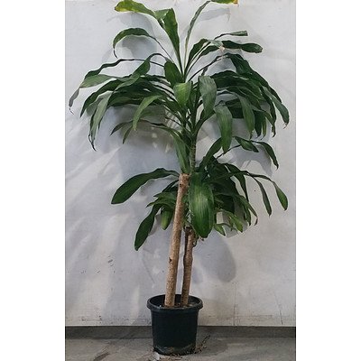 dracaena massangeana (Happy Plant) In Black Plastic Pot