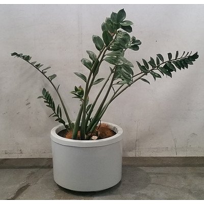 zamioculcas (zanzibar gem) In Large White Pot
