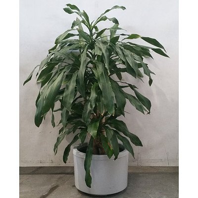 dracaena massangeana (Happy Plant) In White Plastic Pot.