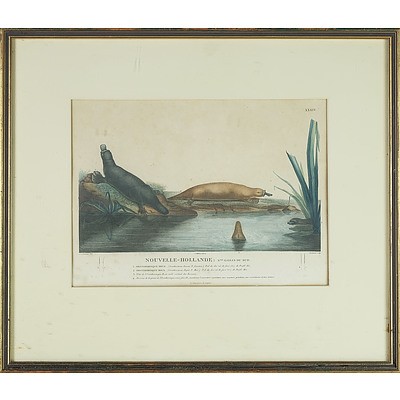 Charles Alexandre Lesueur (France Australia 1778-1846) Brown and Red Platypus, Hand Coloured Engraving