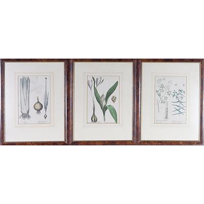 Three Antiquarian Botanical Engravings, Including Meadow and Saffron, Celery and Onion and More