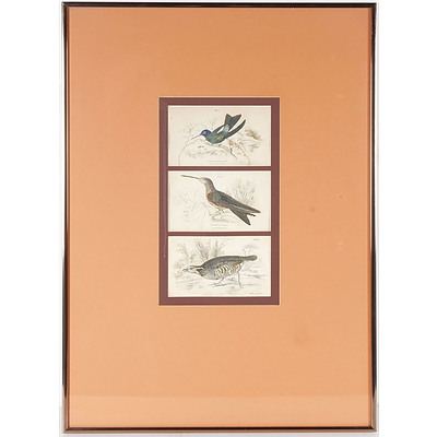 Print of Three Different Birds