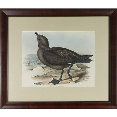 Original John Gould (British 1804-1881) Australian Skua Gull, Lestris Catarrhactes Hand-coloured Lithograph