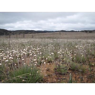 Book: Sarah Sharp, Rainer Rehwinkel, Dave Mallinson and David Eddy, Woodland Flora, a Field Guide for the Southern Tablelands (NSW and ACT), Friends of Grasslands I