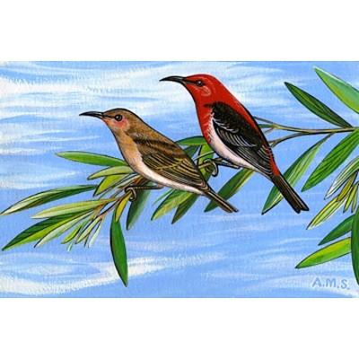 Set of 3 Landscape format Australian bird prints