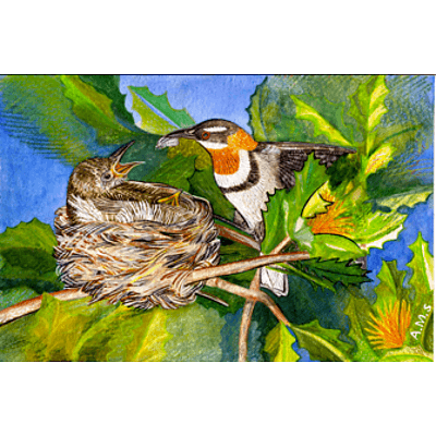 Set of 3 Landscape format Australian bird prints