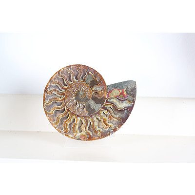 Large Ammonite Fossil