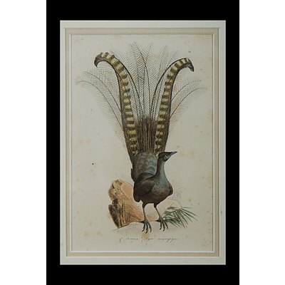 4 Early Australian Prints