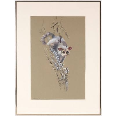 Marc Litchfield Possum I Graphite on Paper