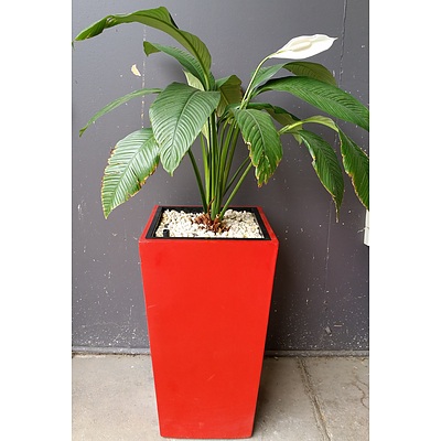Indoor Planter Box With Spathiphyllum Sensation(Peace Lily)