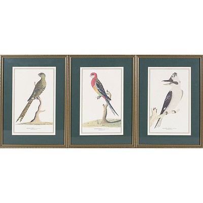 Set of Three Australian Ornithological Prints Including Laughing Jackass, Eastern Rosella and Ground Parrot After Watercolours From 1791