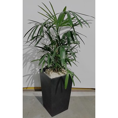 Rhapis Palm(Rhapis Excelsa) Indoor Plant With Fiberglass Planter Box